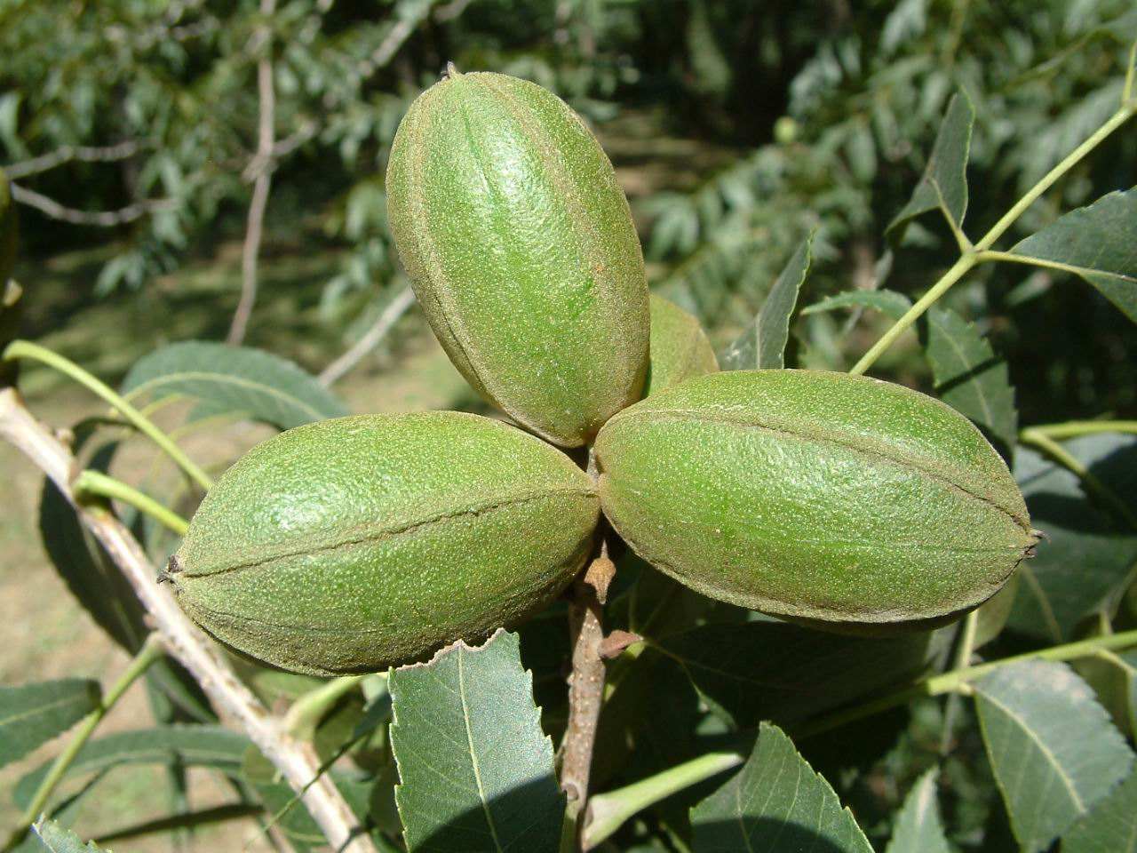 Carya illinoinensis seed