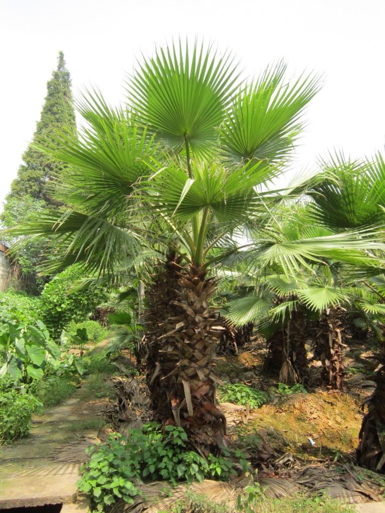 Coccothrinax crinita seed