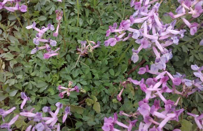 Corydalis yanhusuo seed