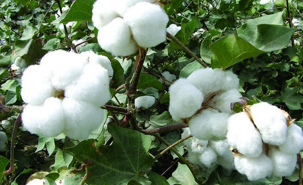 Cotton seed