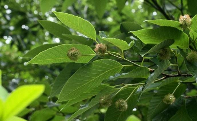 Fagus crenata seed