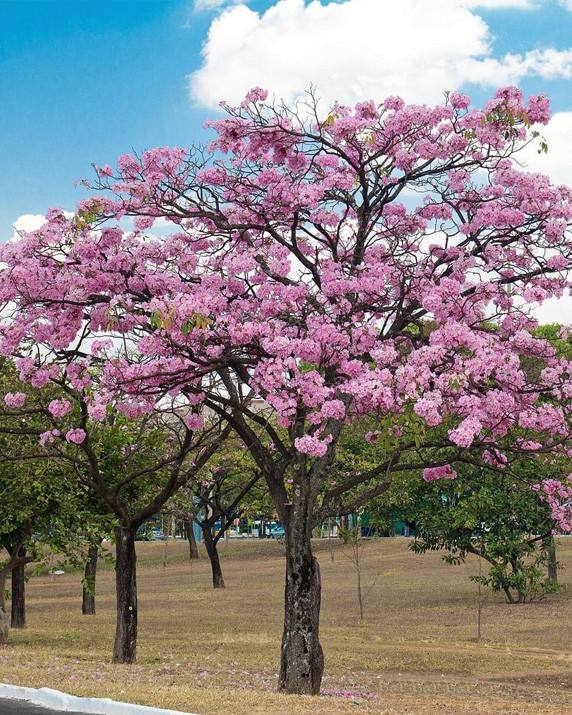 Handroanthus impetiginosus seed