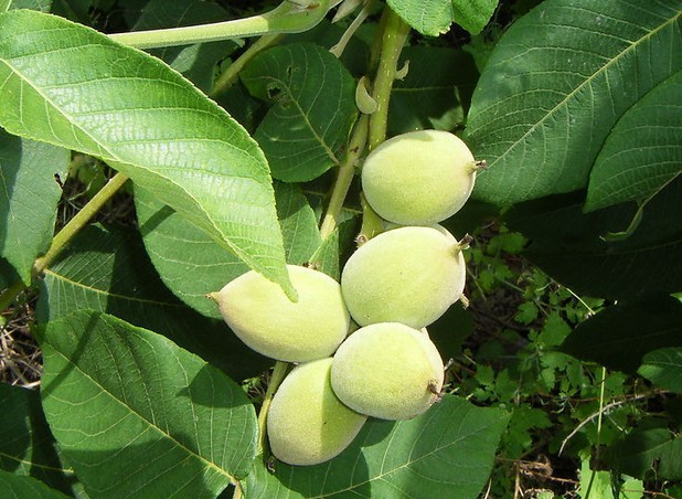 Juglans mandshurica seed