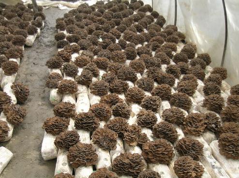 Maitake%20Grifola%20frondosa%20(2)