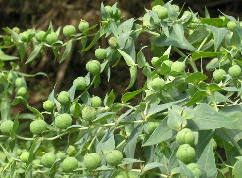 Moleplant seed Euphorbia lathyris seeds | BELL Garden Company,Wholesale ...