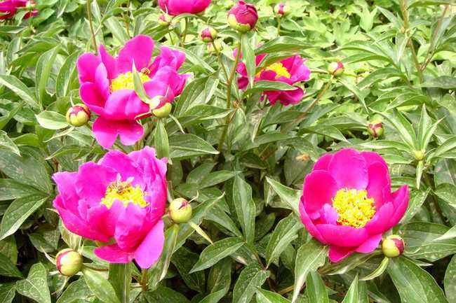 Paeonia veitchii seed