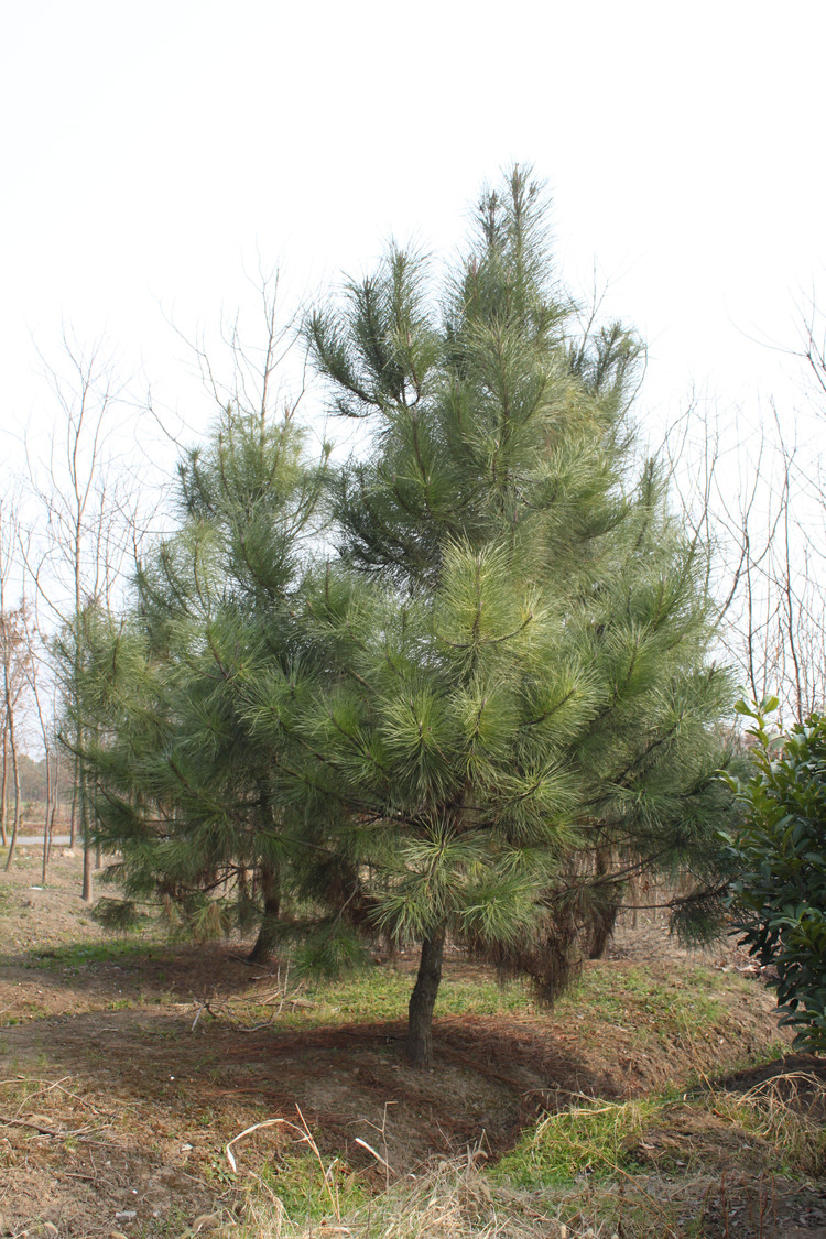 Pinus pinaster seed