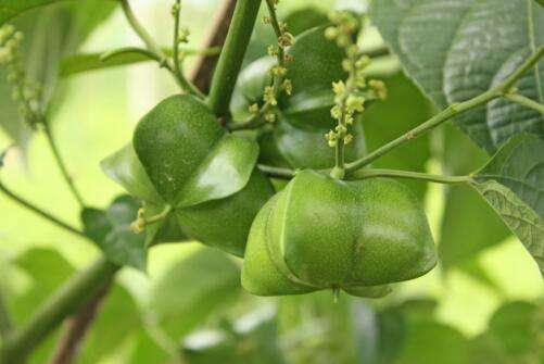 Plukenetia volubilis seed