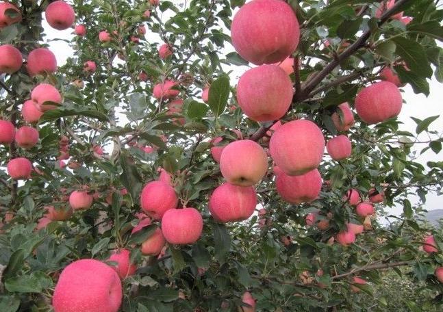 Red Fuji Apple Tree