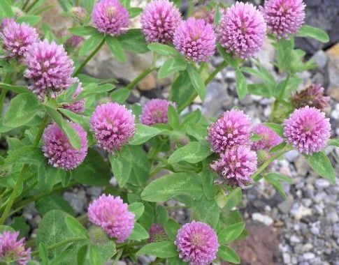 Red Clover Seed Trifolium Pratense Zhong Wei Horticultural Red Clover Is Also Efficacious For Bronchial Troubles Whooping Cough Gastric And Ulcers