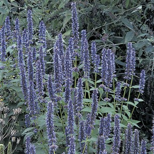 blue Agastache seed