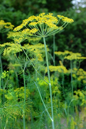 Dill Anethum graveolens