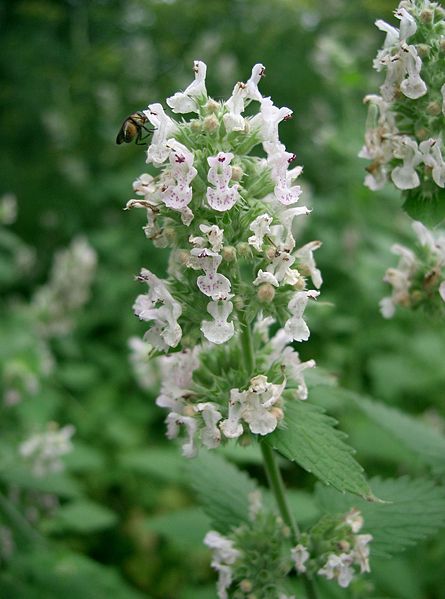 Catnip  Nepeta cataria seed