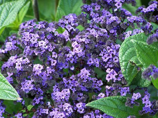 Heliotrope Heliotropium arborescens