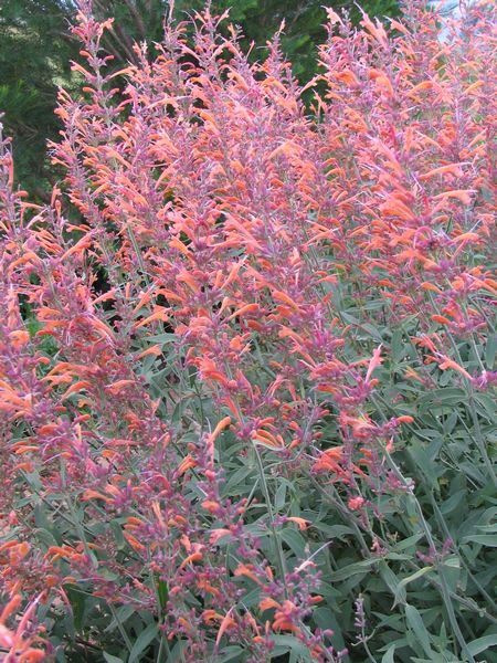 Heather Queen Agastache