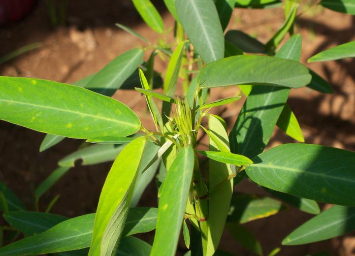 Desmodium gyrans,The Dancing Plant seeds 50 Graines Codariocalyx Motorius 