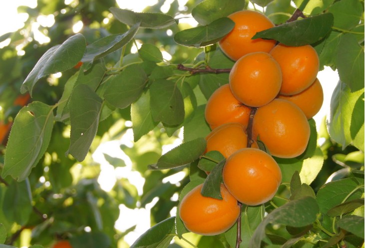 chinese apricot seed zhong