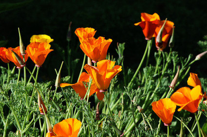 California Poppy Eschscholzia californica