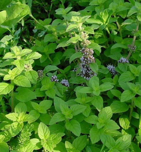 Mentha arvensis