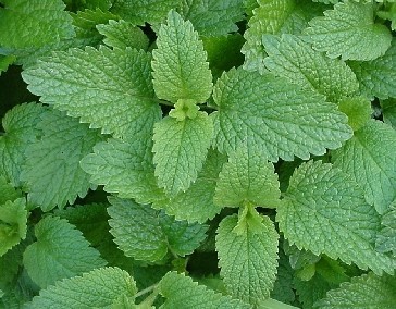 Lemon Balm Melissa officinalis