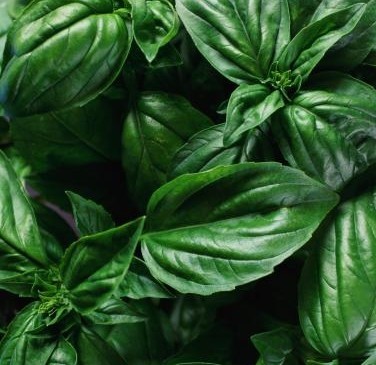 Sweet Basil  Ocimum basilicum 