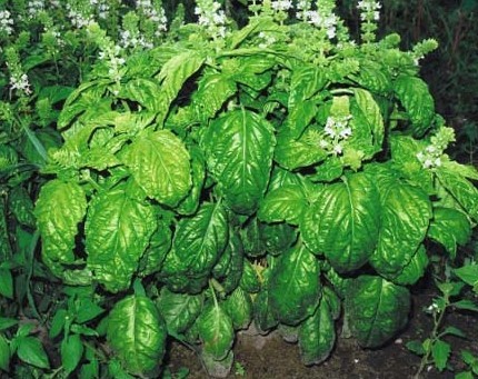 Italian Large Leaf Basil Ocimum basilicum