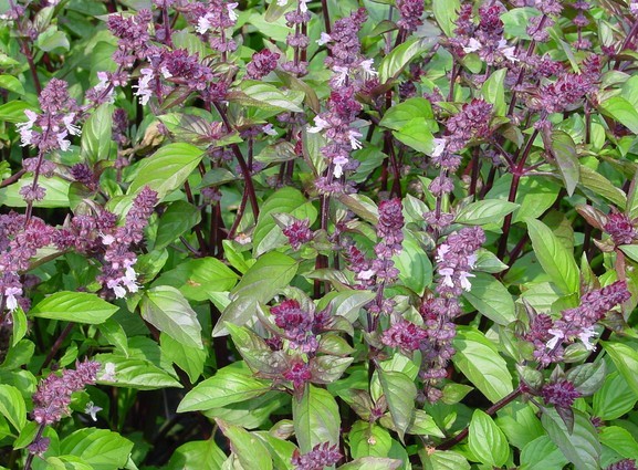 Cinnamon Basil Ocimum basilicum