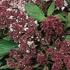 Magical Michael Basil seed Ocimum 'Magical Michael'	