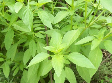 Lime Basil Ocimum americanum