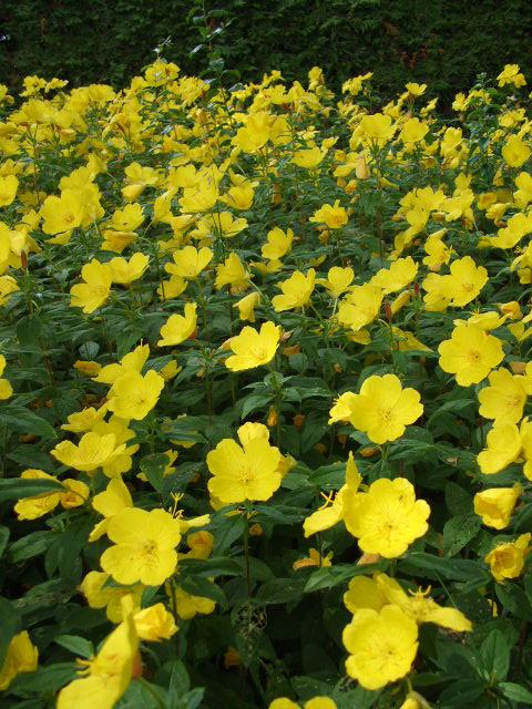 Evening Primrose Oenothera biennis