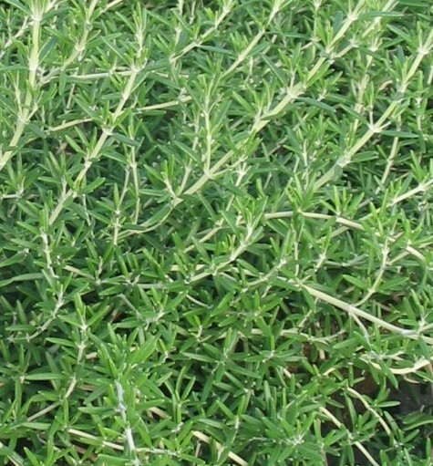 Rosemary Rosmarinus officinalis