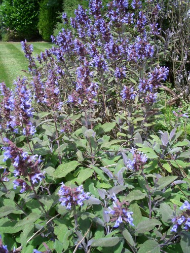 EngLish sage Salvia officinalis