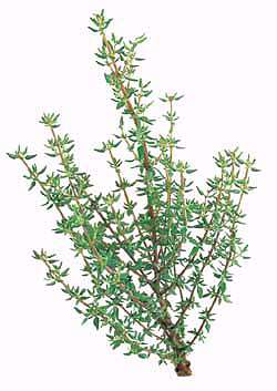 French Thyme  Thymus vulgaris