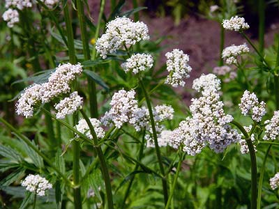 Valerian Valeriana officinalis