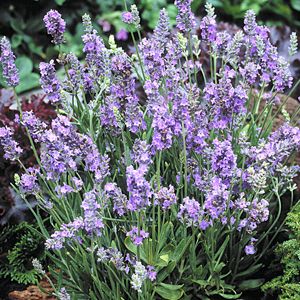 English Lavender Lavandula angustifolia