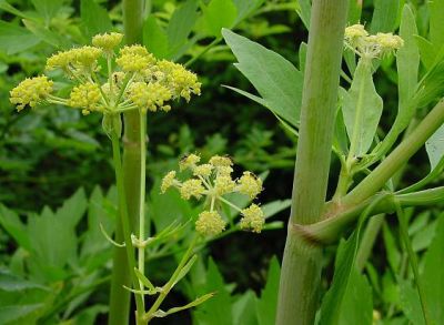 Lovage Levisticum officinale