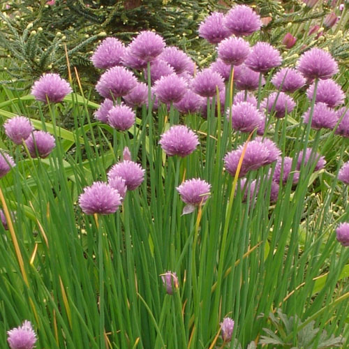 Chives Allium schoenoprasum