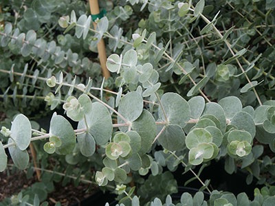 Silver Dollar Eucalyptus eucalyptus gunnii