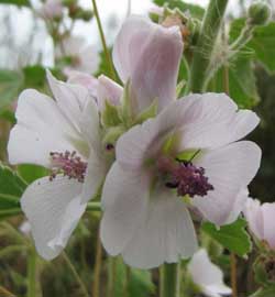 Erfurter Marshmallow Althaea officinalis 'Erfurter'