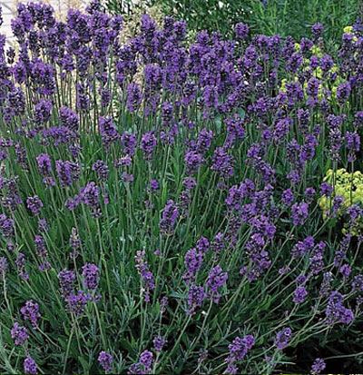 Munstead Lavender Lavandula angustifolia 'Munstead'