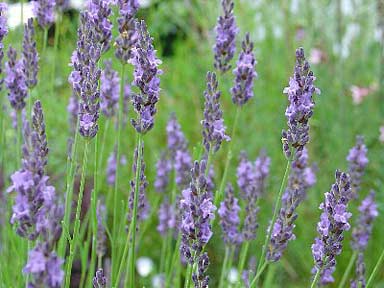 Grosso Lavender Lavandula x intermedia 'Grosso'