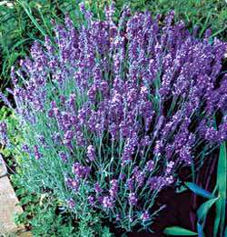 Lady Lavender Lavandula angustifolia 'Lady'