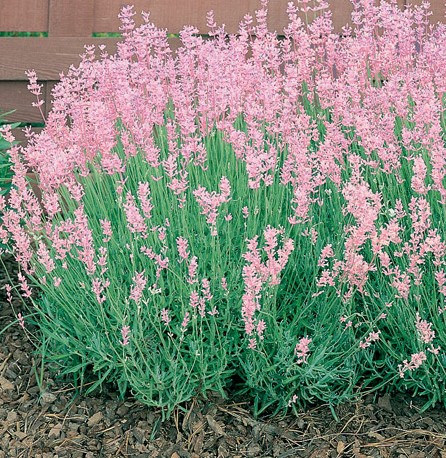 Rosea Lavender Lavandula angustifolia 'Rosea'