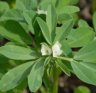 Fenugreek  Trigonella foenum graecum seed