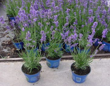 Hidcote Lavender Lavandula angustifolia 'Hidcote'