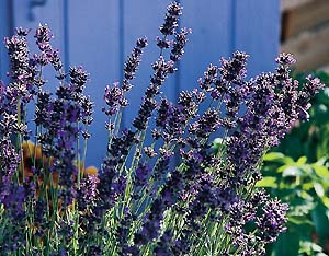 Provence Blue Lavender  Lavandula angustifolia 'Provence Blue'