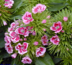 Sweet William Dianthus barbatus