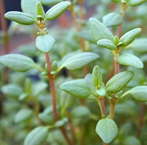 English Thyme Thymus vulgaris