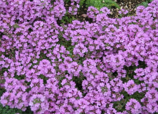 THYMUS serpyllum