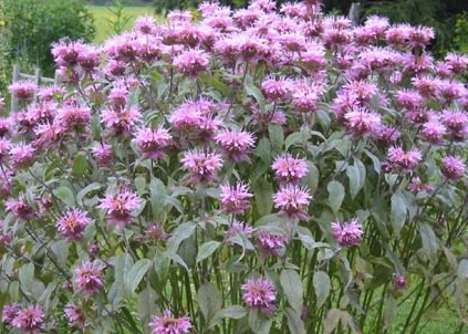 Bergamot Monarda didyma